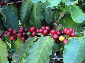 Naturally Organic Fresh Medium Roast Ground Coffee 100% Arabica Never Blended 12 Oz